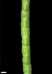 Veronica salicornioides. Branchlet. Scale = 1 mm.
 Image: W.M. Malcolm © Te Papa CC-BY-NC 3.0 NZ